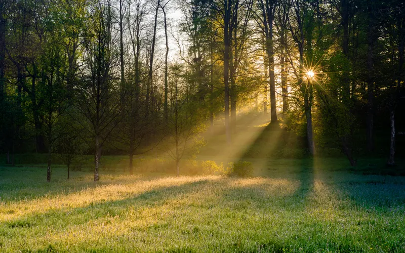 A peaceful green forest scene evoking connection to nature, grounding energy, and the essence of holistic wellbeing.